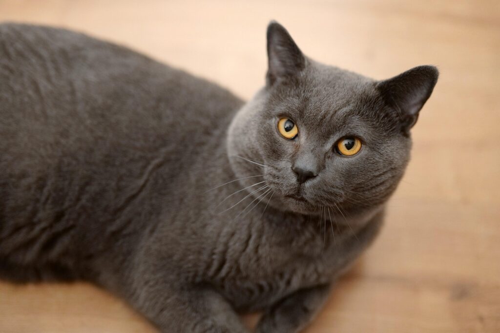 british shorthair cat