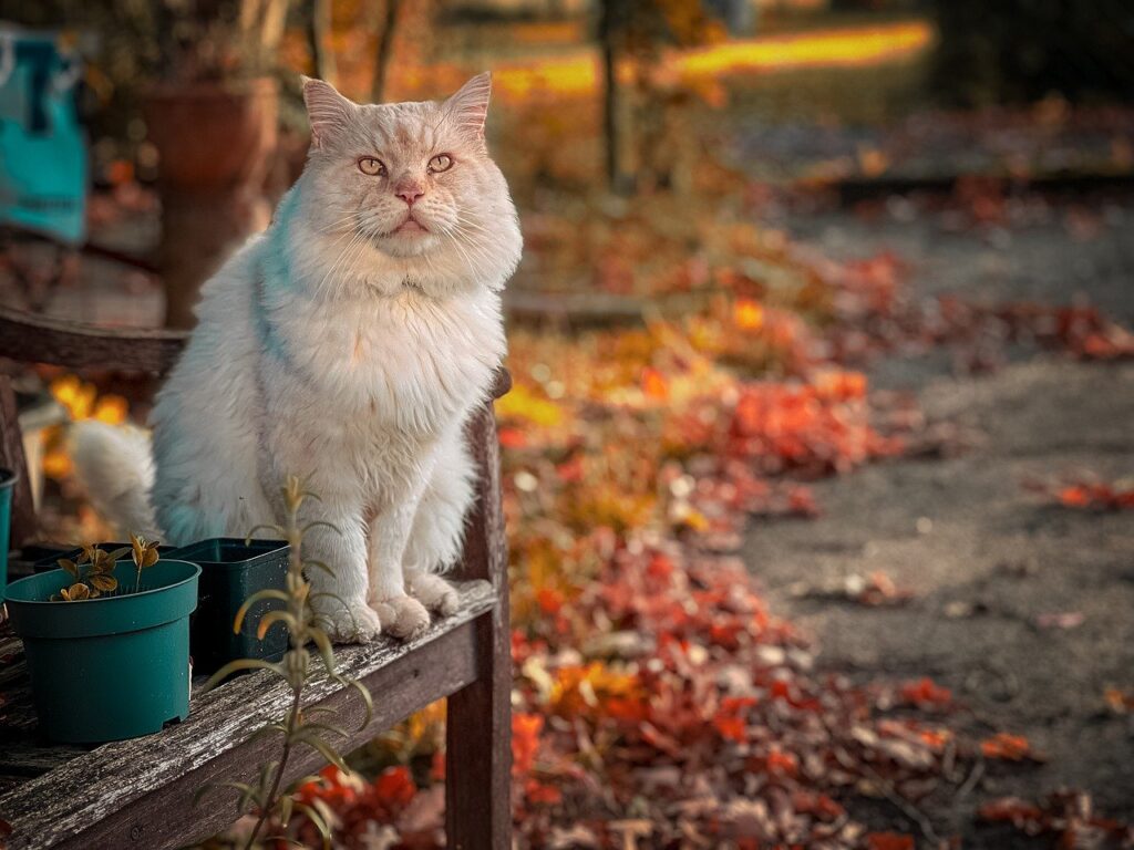 maine coon