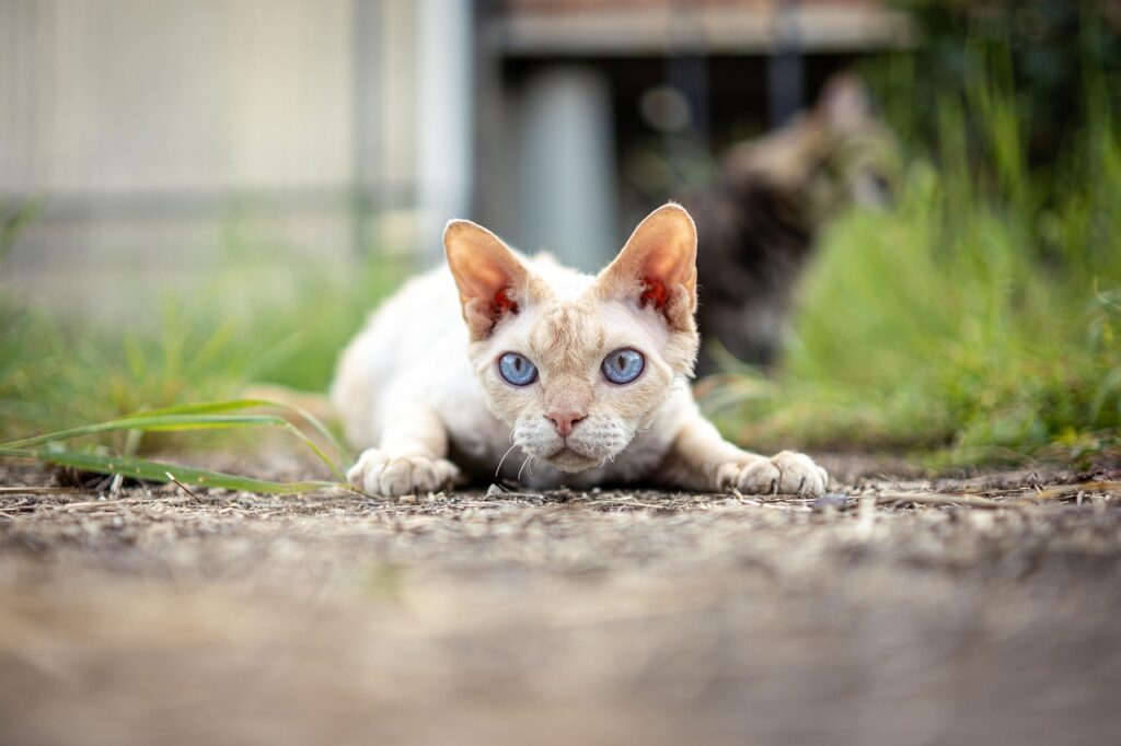 devon rex cat