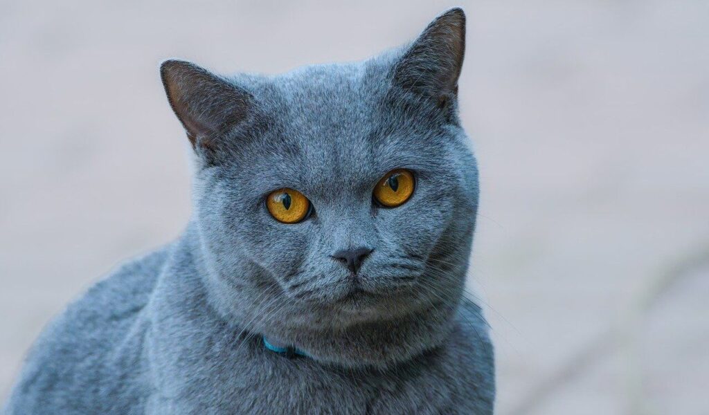 British Shorthair cat with grey fur and yellow eyes.