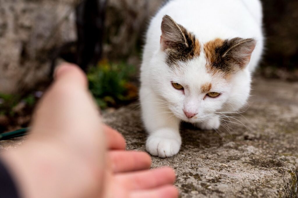 cat and human