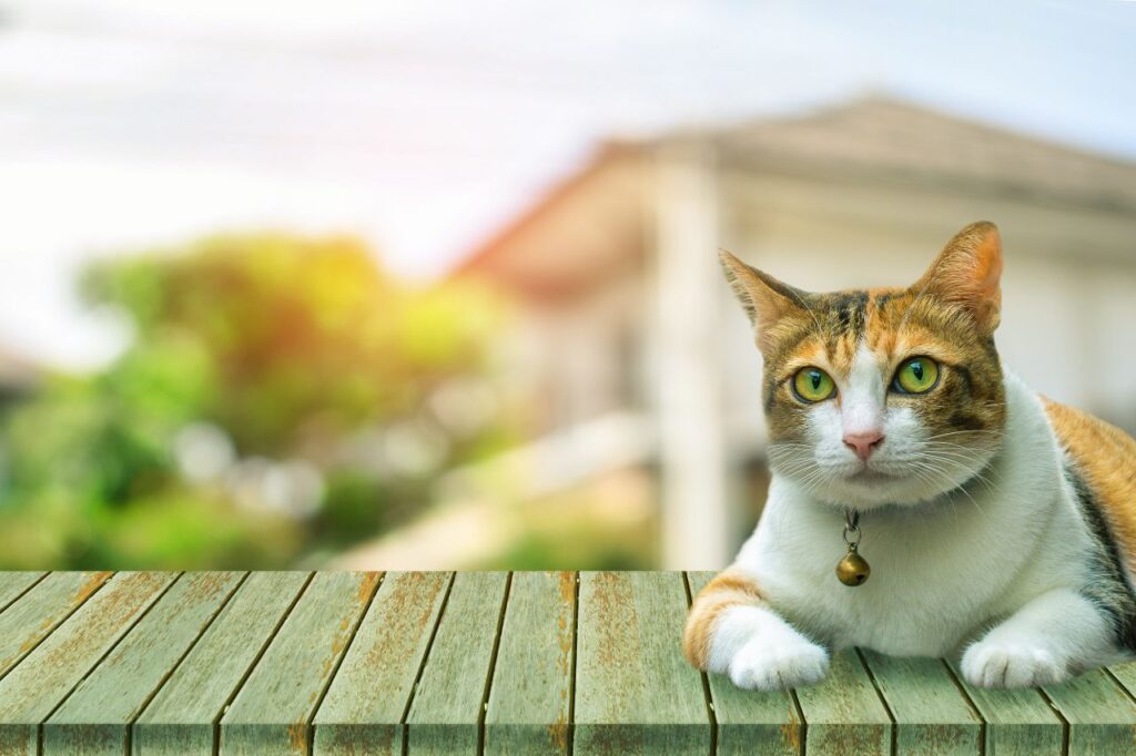 cat in sun