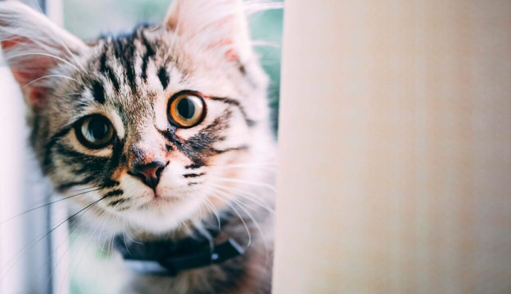 cat peeping