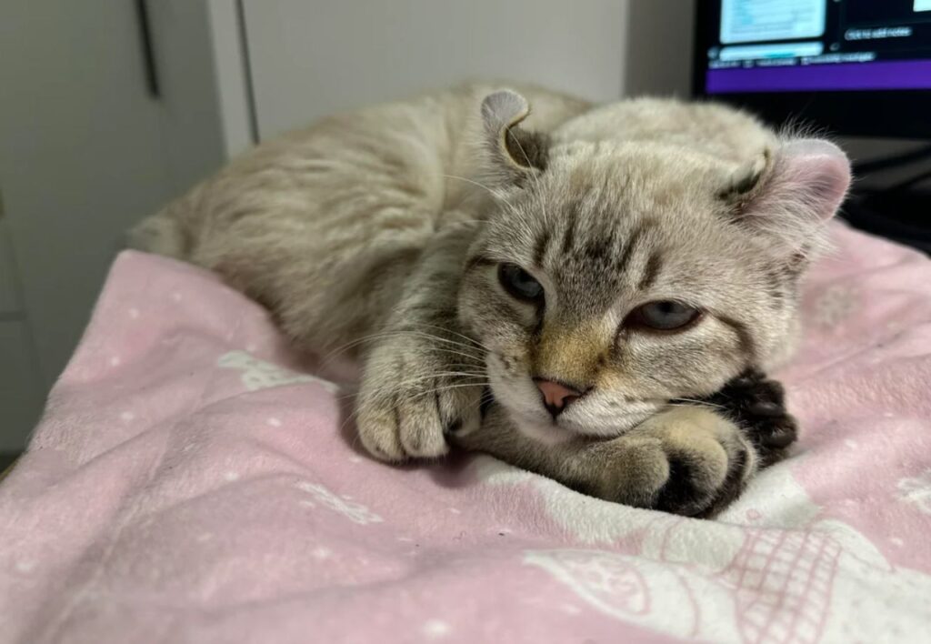 american curl cat curled up