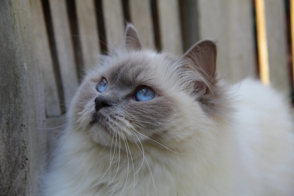 Ragdoll cat