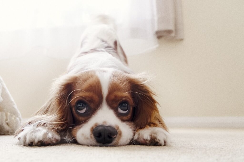 cavalier king spaniel stretching