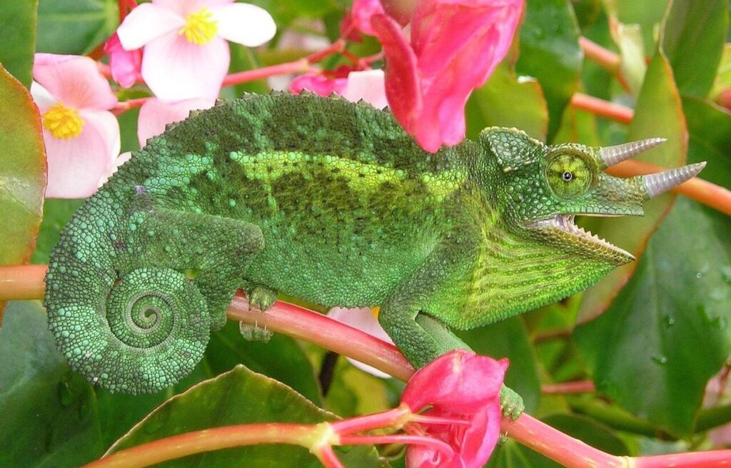 Jackson's Chameleon sitting on a branch surrounded by pink flowers.