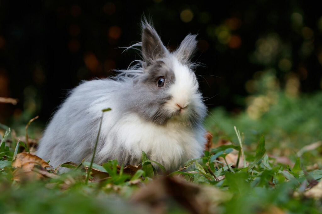 Lionhead Rabbit