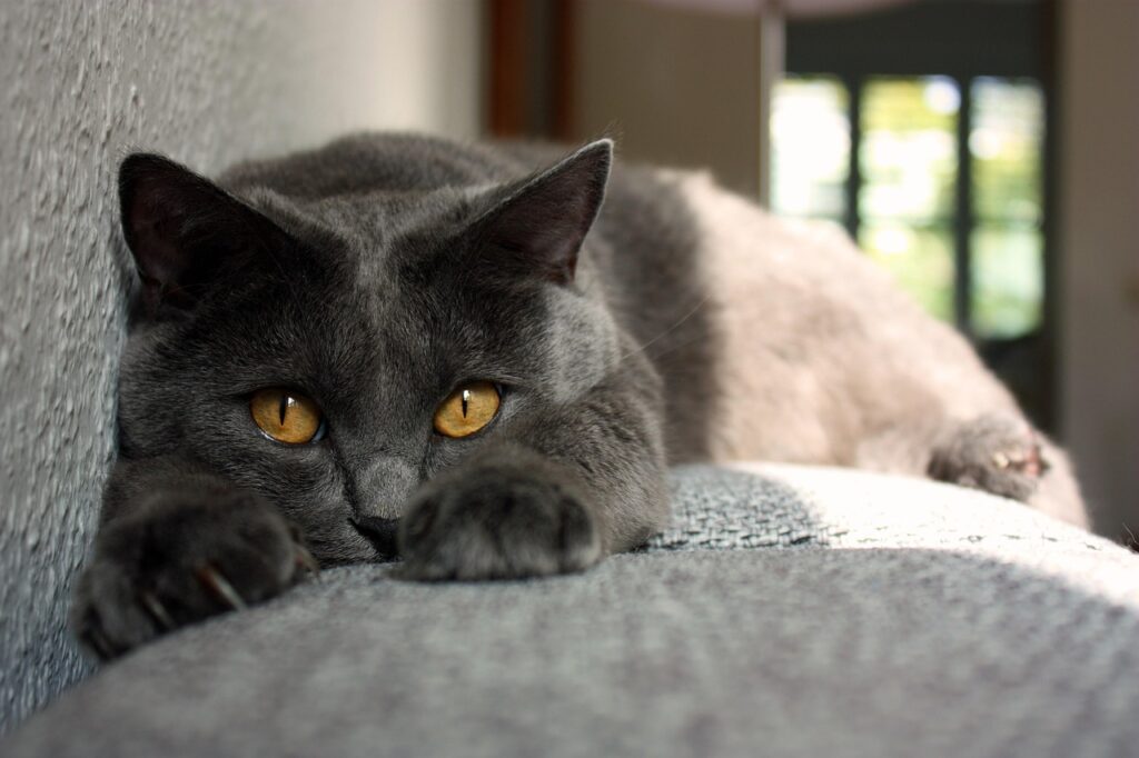 chartreux cat