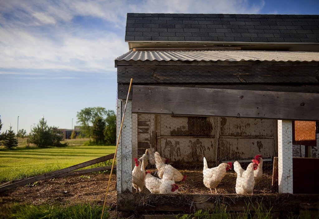 chickens in a protective coop