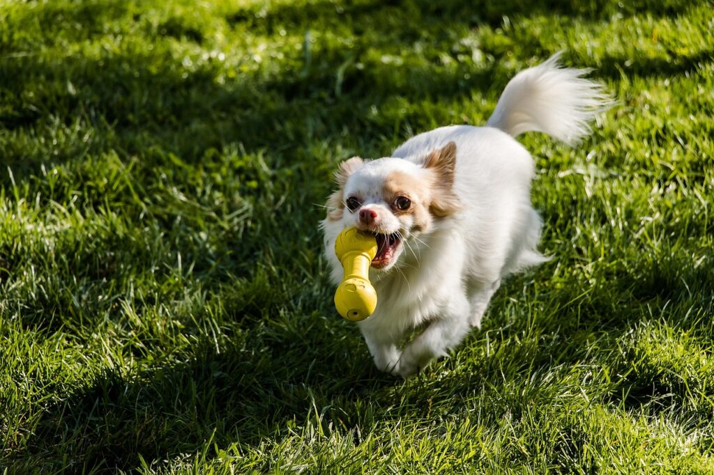 chihuahua bringing toy