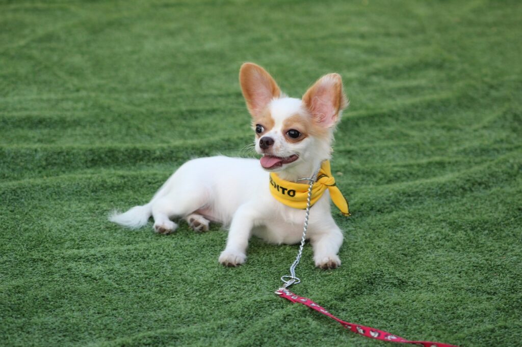 chihuahua dog sitting in a field