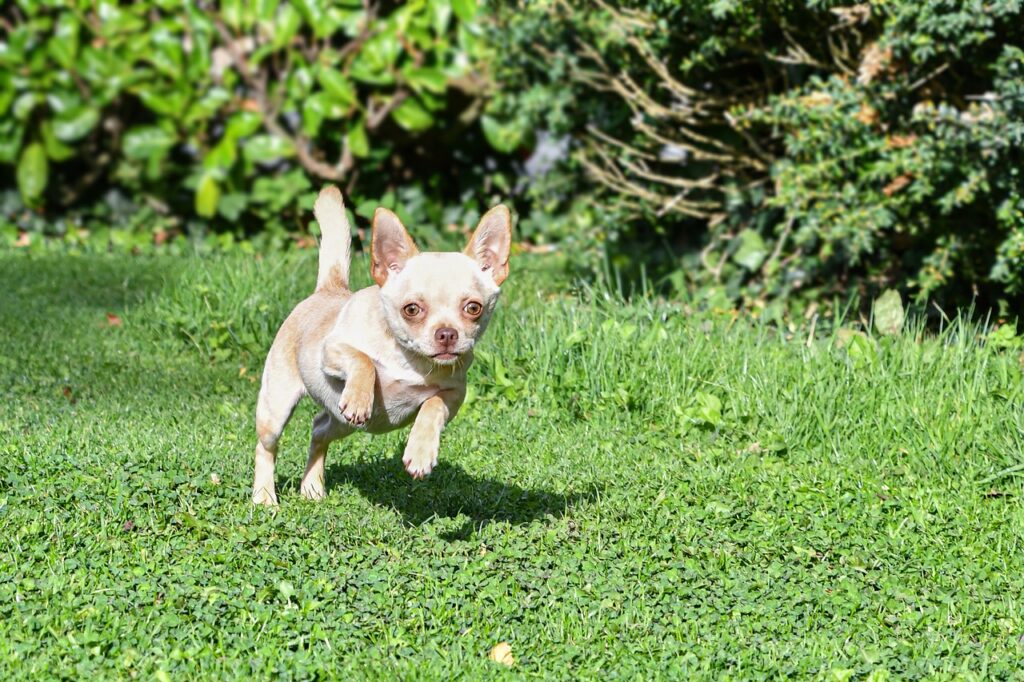 chihuahua in field
