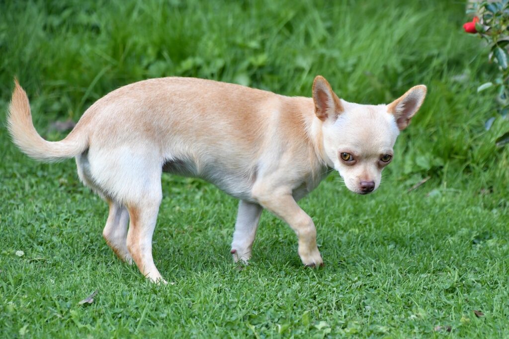 Chihuahua annoyed