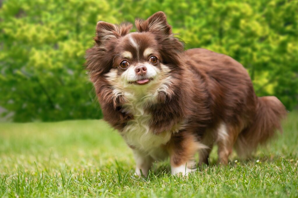 chihuahua on grass