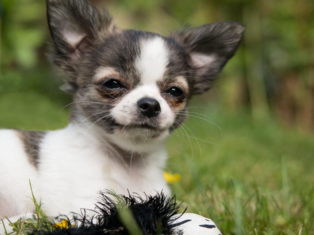 chihuahua with smug face