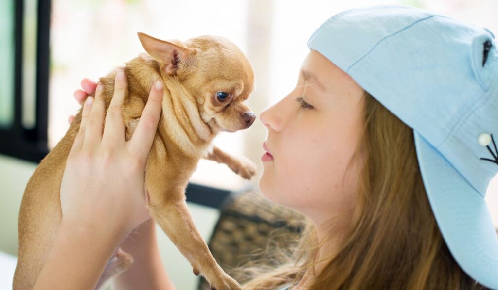 chihuahua with kid