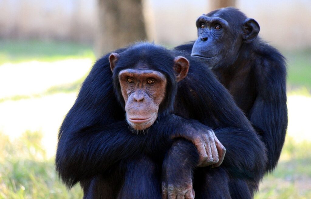chimpanzees