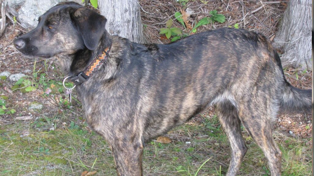 Treeing Tennessee Brindle