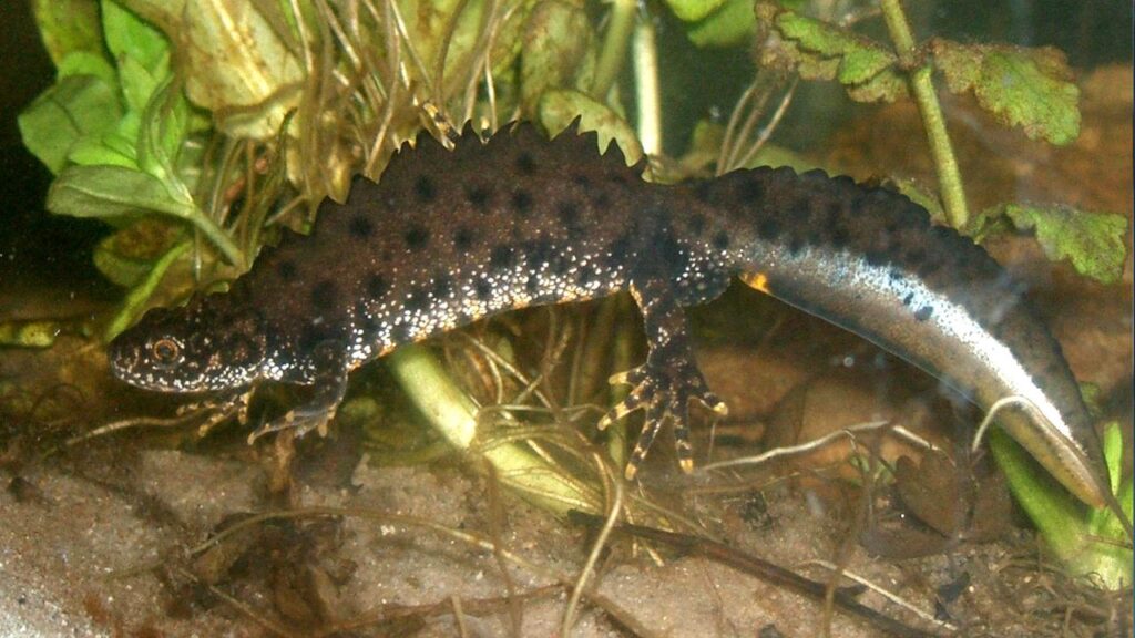 Great crested newt