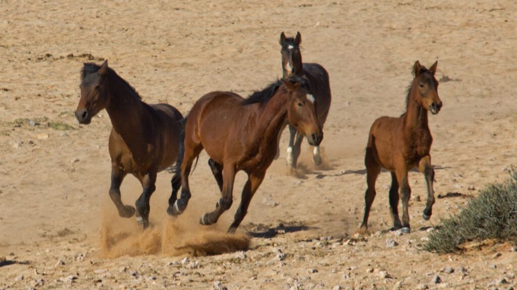 Namib Desert Horse
