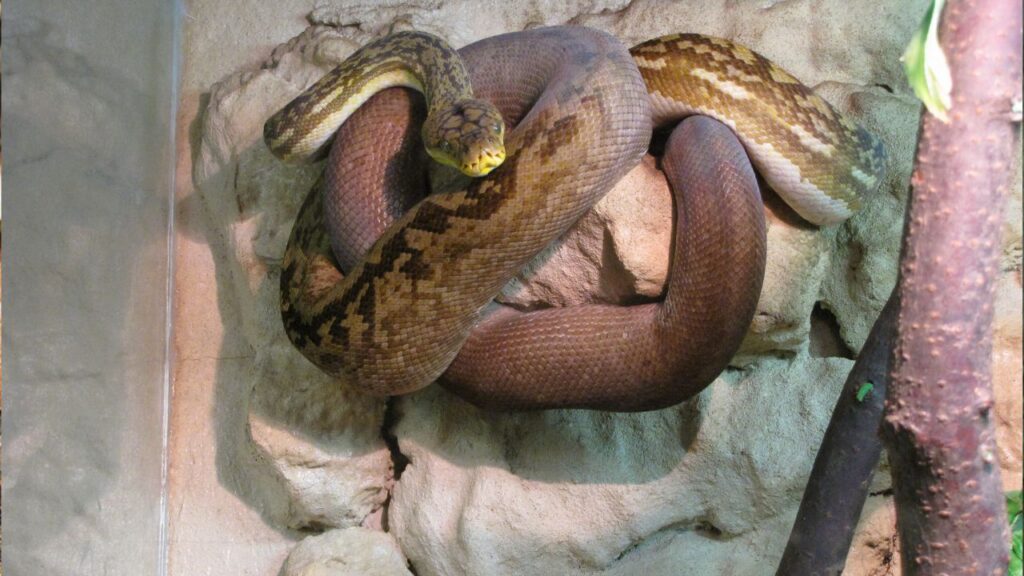 Timor Python