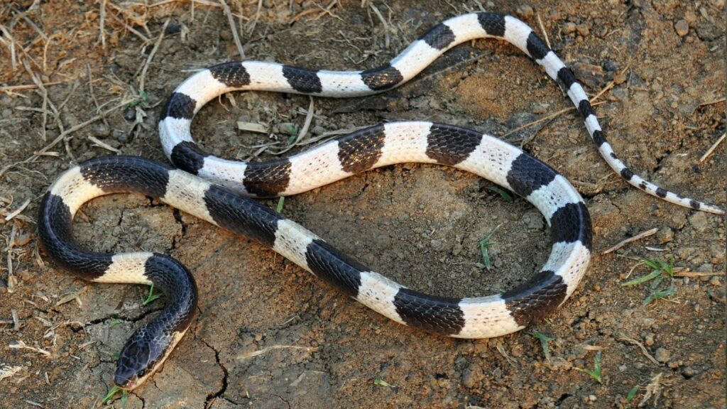 blue krait