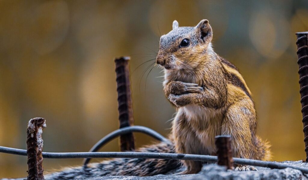 Chipmunk squirrel holding its paws, sitting near metal rods.