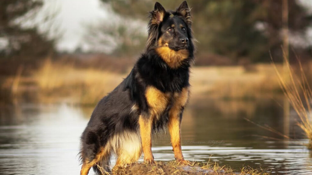 Bohemian Shepherd in water