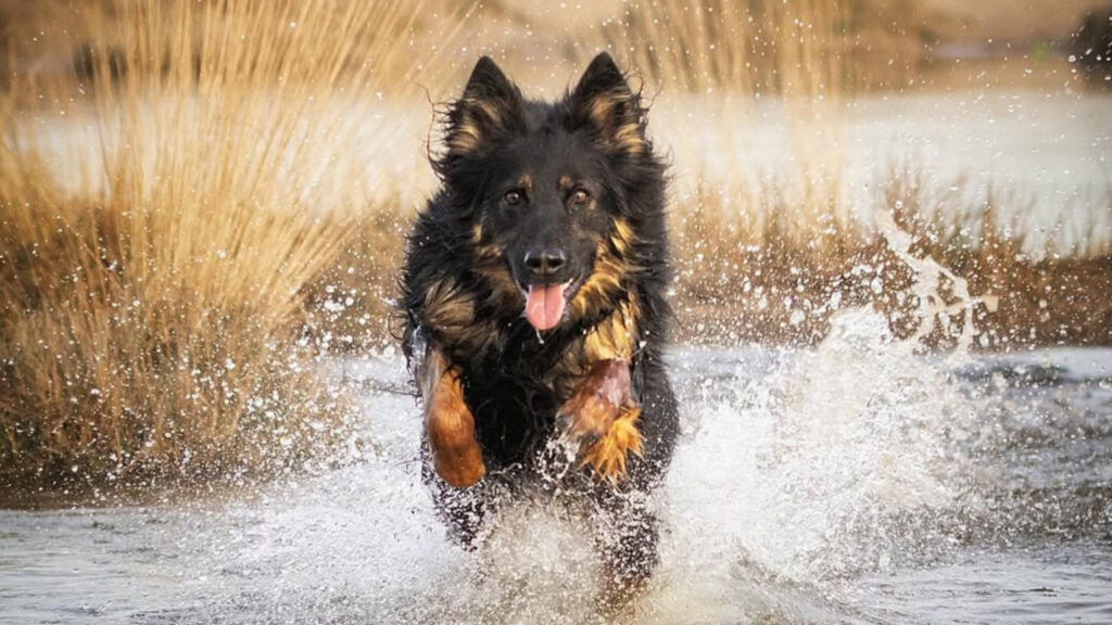 Bohemian Shepherd running through water