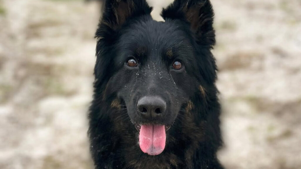 Closeup of a Bohemian Shepherd