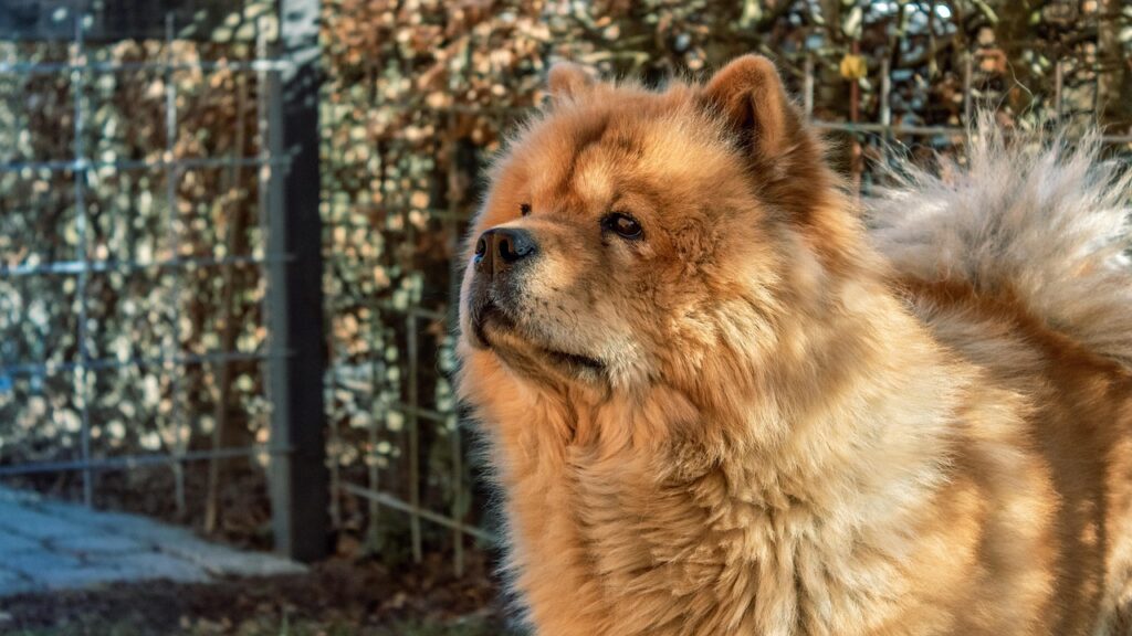 chow chow dog