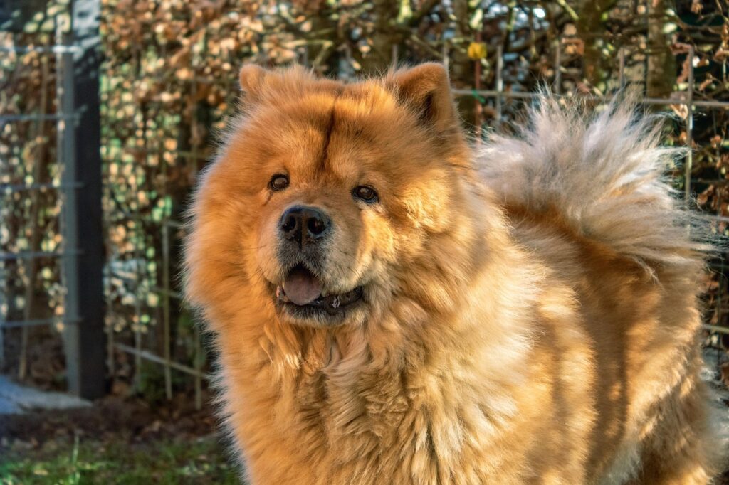 chow chow dog