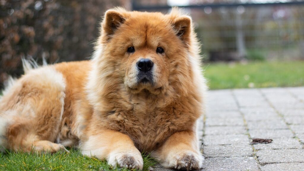 chow chow dog