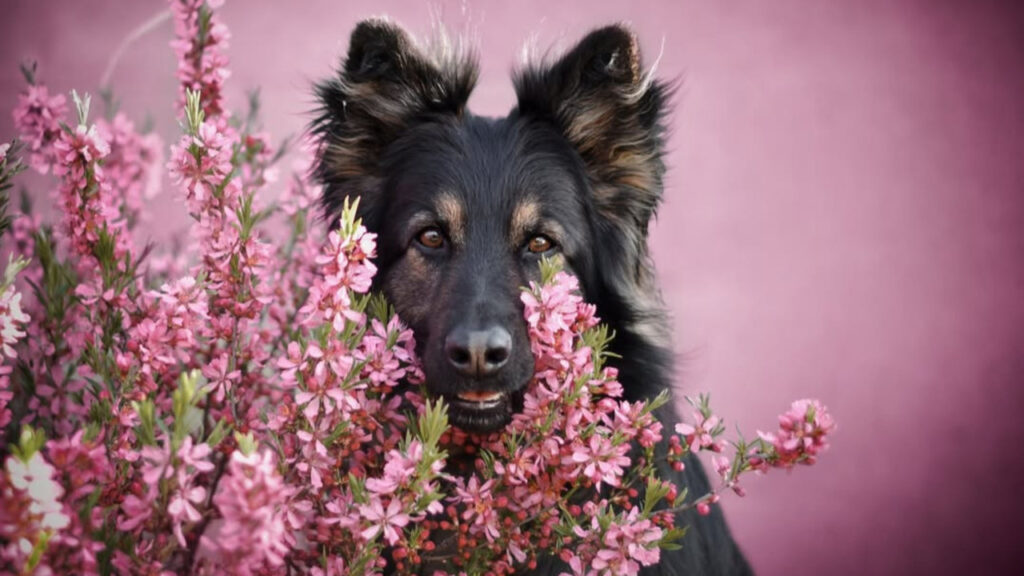 Bohemian Shepherd amongst flowers