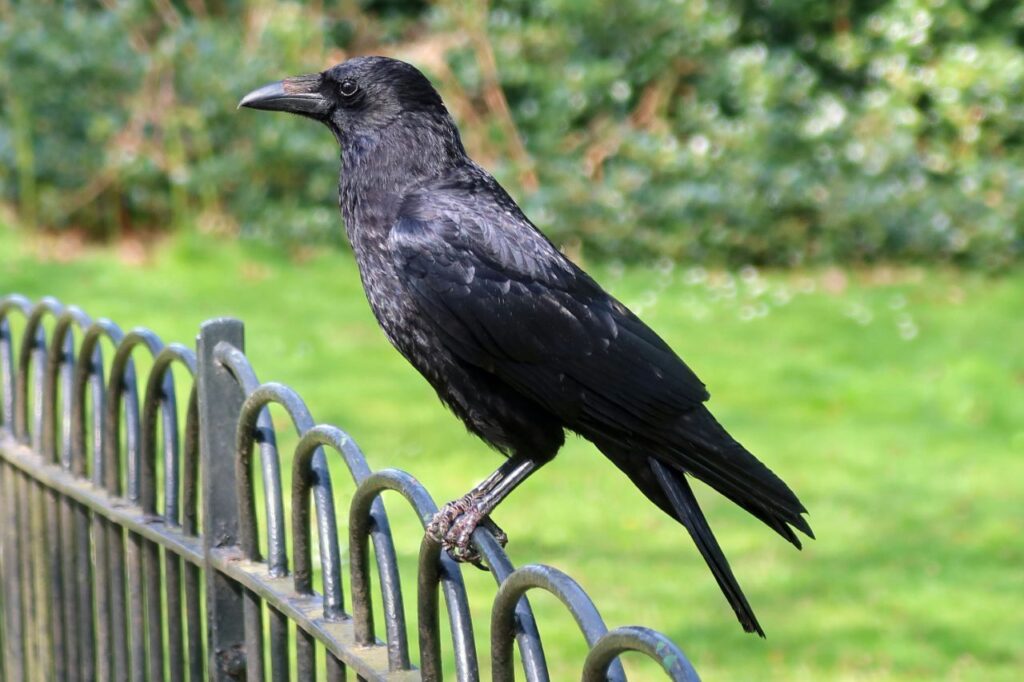 crow sitting on a grill