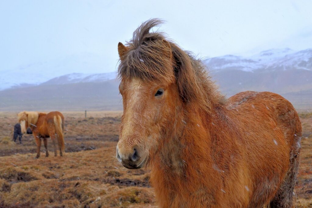 Icelandic Horse in the rough