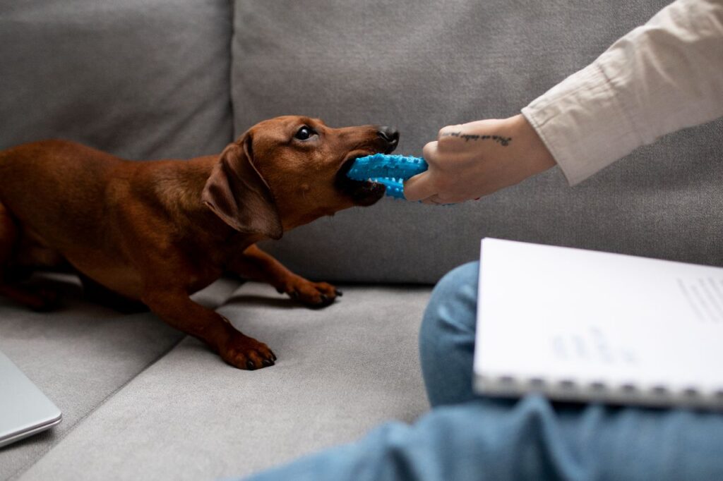 dachshund dog chewing a toy