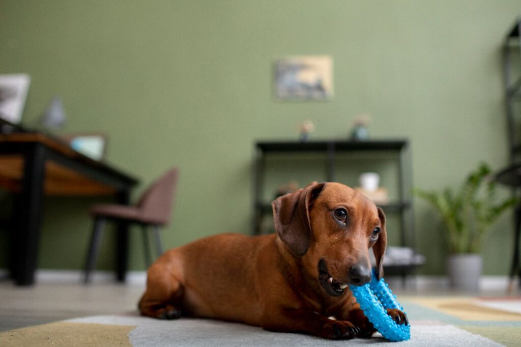 dachshund dog with chewing toy