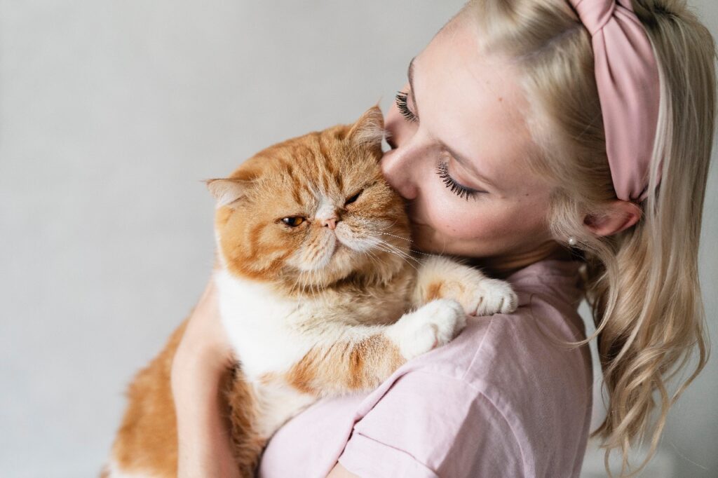 Close up woman kissing Exotic Shorthair