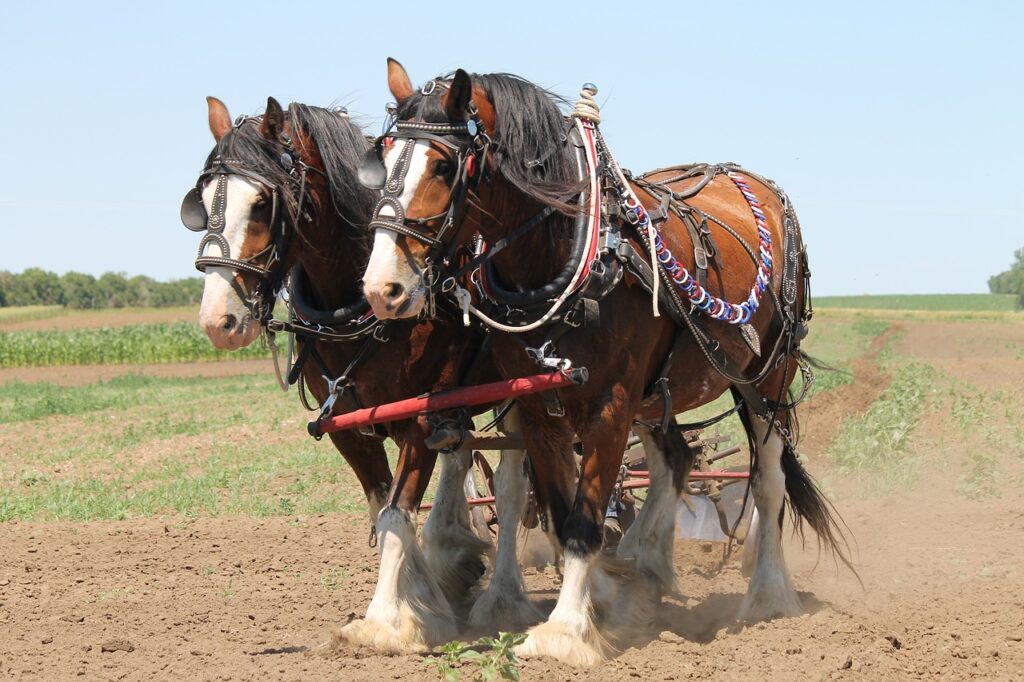 clydesdale horse plowing field