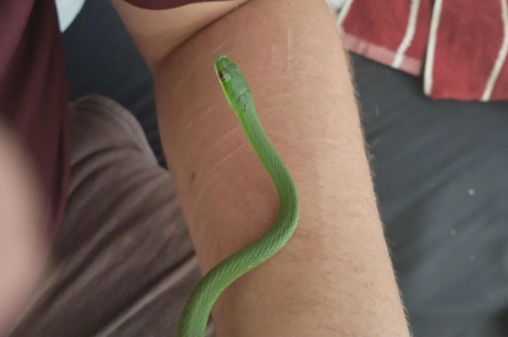 Rough Green Snake