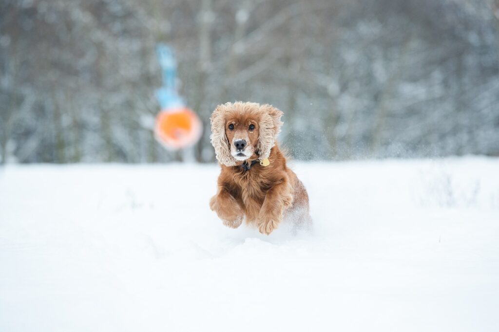 cocker spaniel dog playing in snow