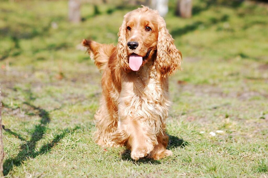 cocker spaniel dog in a field