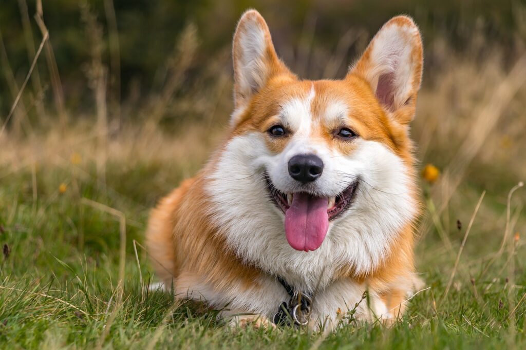 cute corgi dog sitting