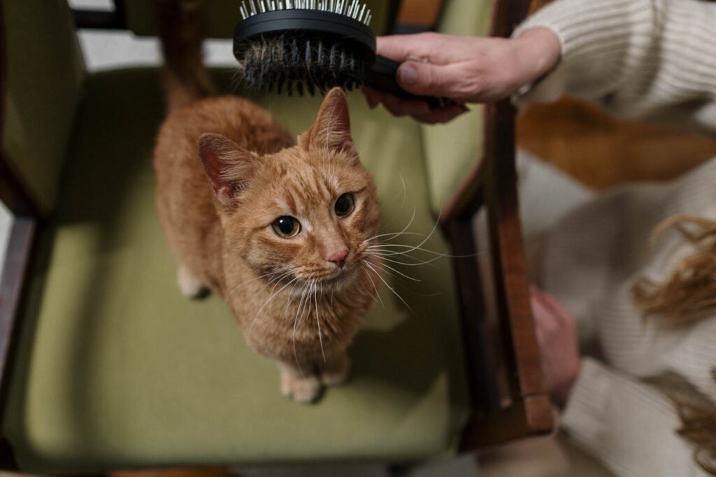Orange Tabby Cat on Chair being groomed