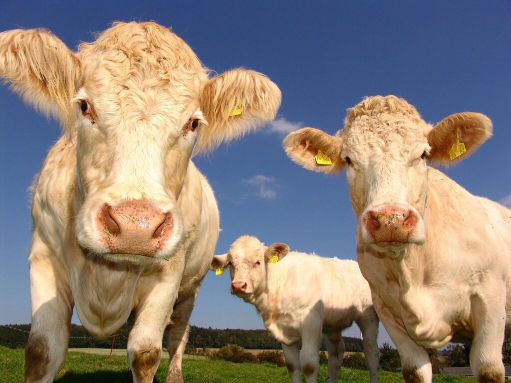 cows at a field