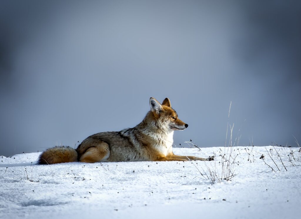 coyote