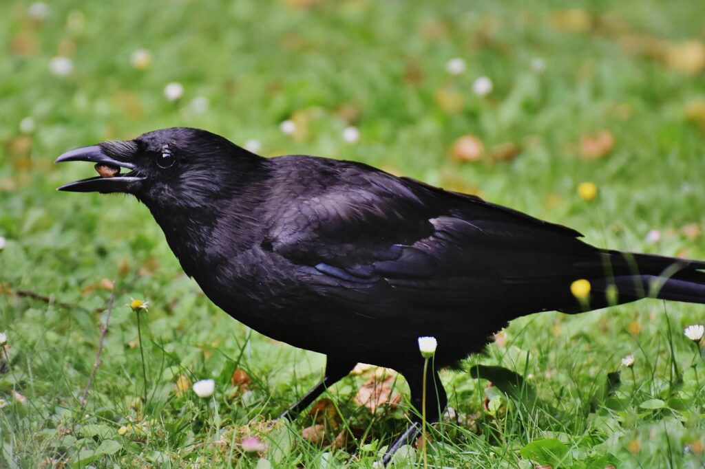 crow with food in mouth