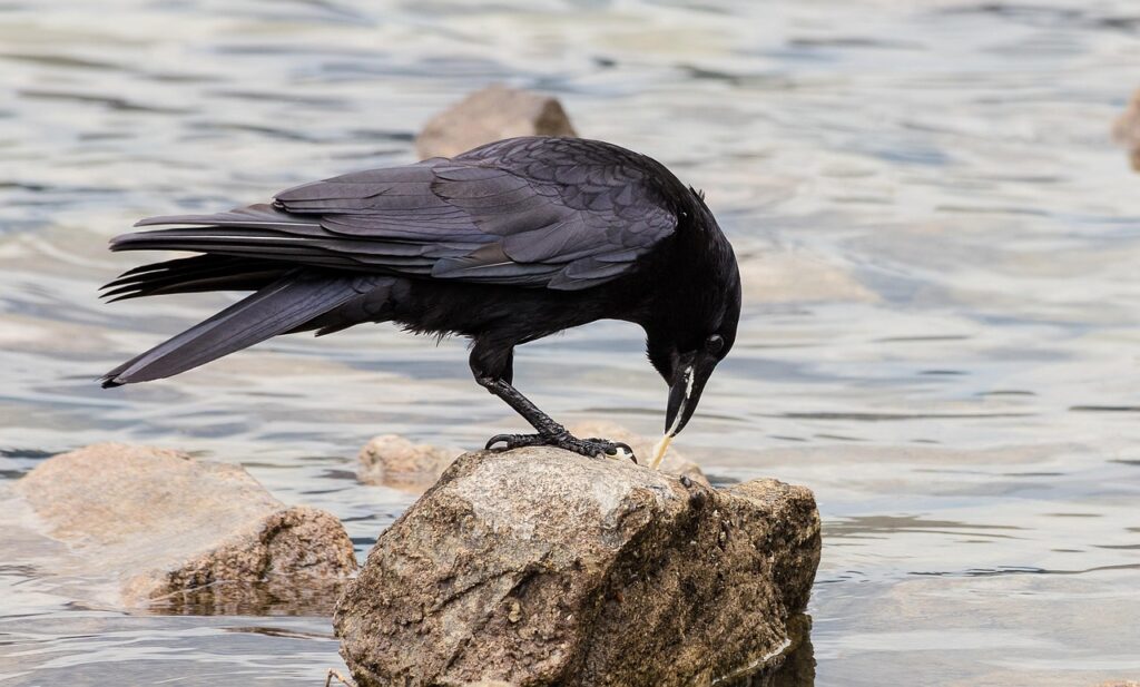 crow on a stone